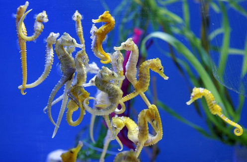 海马竟违反了由雌性负责生育的自然规则海马为何如此奇特