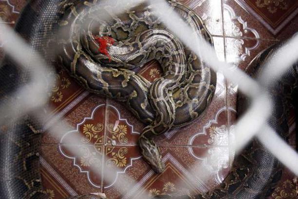 梦境交织，死人拜堂与黑蛇的寓意探索