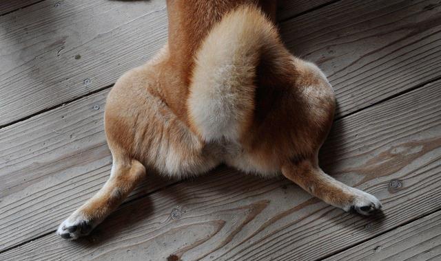 一看这只屁股,你一定知道是只什么狗!大家看看有没有猜错的~|屁股|尾