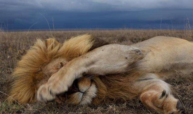 狮子睡觉时的5个有趣瞬间:吐舌头捂眼睛并头睡,还有一只要盖被