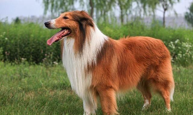 长毛的狗狗有哪些品种?十种毛比较长的狗狗品种!可爱极了