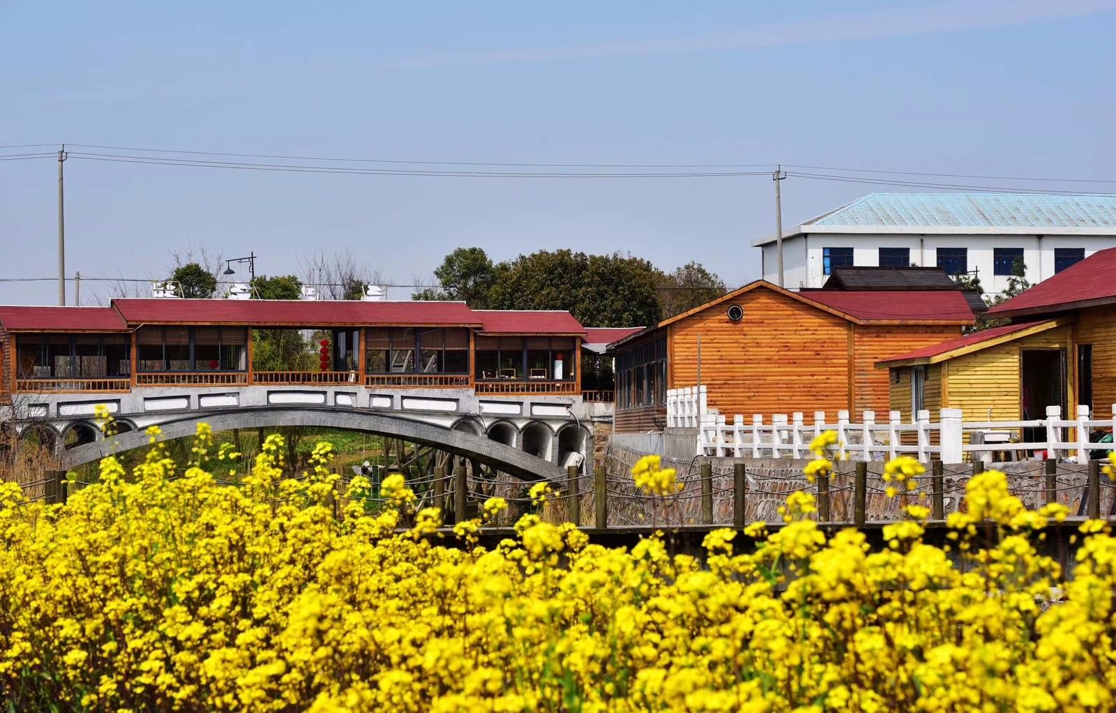 山联村的油菜花开了,这里已经是一片金色的海洋
