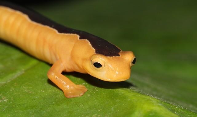 原本假定已经灭绝, 罕见的"黄金奇迹"蝾螈42年后重新出现