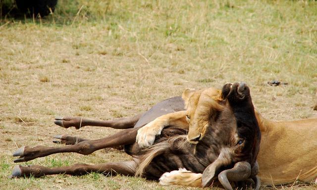 狮子猎杀角马后偏要从屁股开吃, 鬣狗的精神要传遍大草原了
