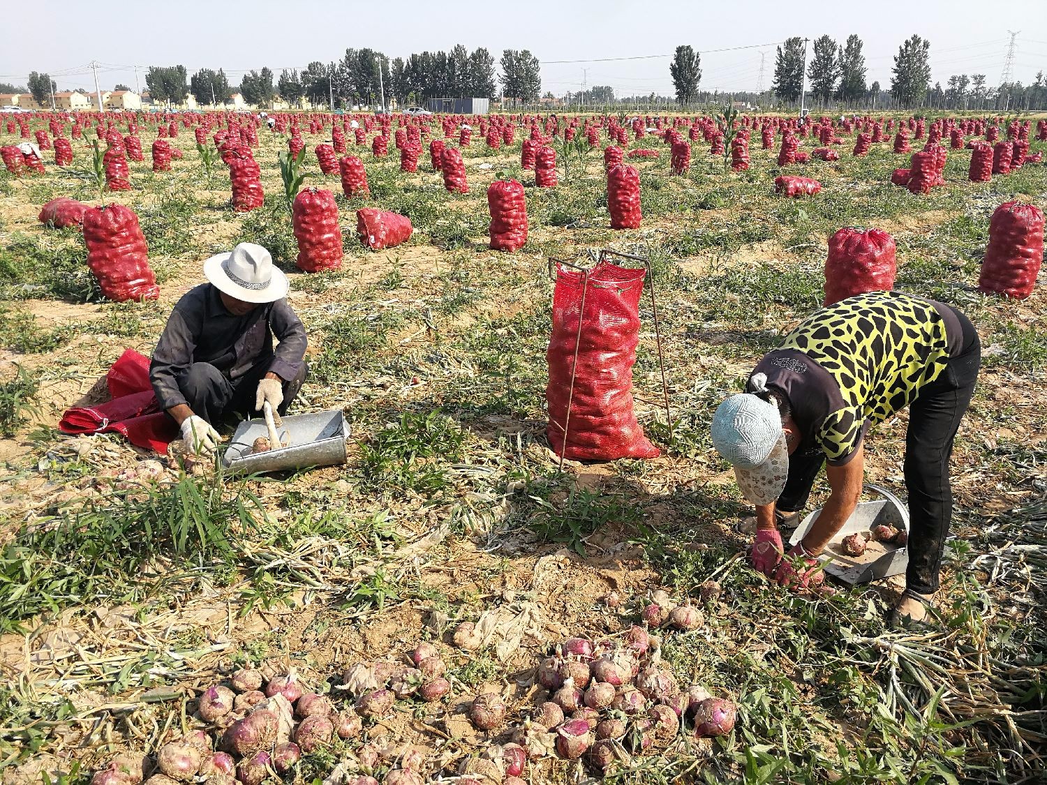 农民烈日下打工挖洋葱,一天干9个小时,挖2千多斤挣100元