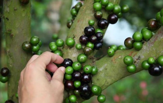 嘉宝果结出来的果子果子不仅可以食用,对于观赏价值也是很高的