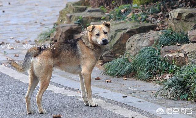 田園犬,可是發現和以前的模樣不一樣了,大都是雜交犬,以前的大黃,大白