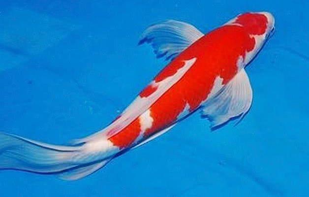 选一条你认为最富贵的锦鲤,测你如何才能逆袭成功!