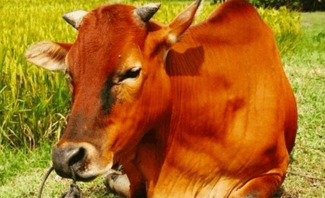 上联: "老黄牛路过寡妇门前", 下联这么经典?