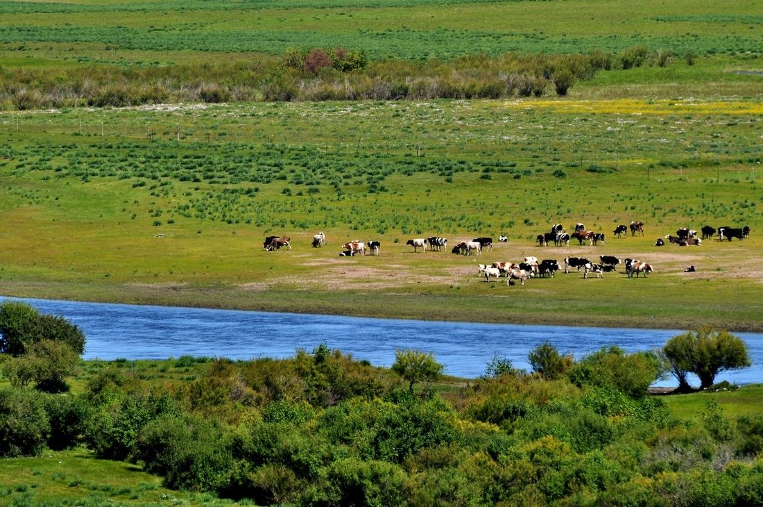 巴彦呼硕草原,位于鄂温克族自治旗境内