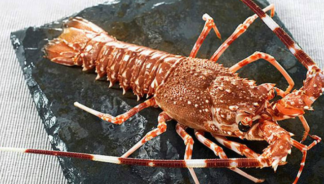 世界上最贵的5种龙虾,全部吃过的,请允许我叫你一声土豪|龙虾|土豪