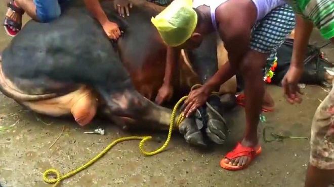 印度那些特殊的杀牛方式,把牛五花大绑捆成一个球!真是大开眼界