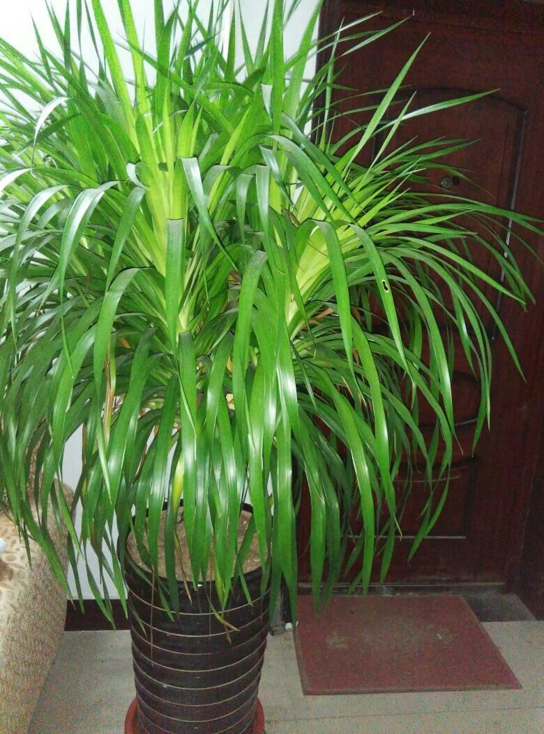 家里为什么不能养龙血树(龙血树的养殖方法和注意事项)