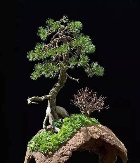 一盆一景一世界 异形盆景赏