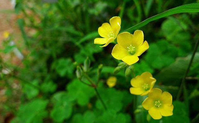 酸酸草小时候寻找幸运草的梗