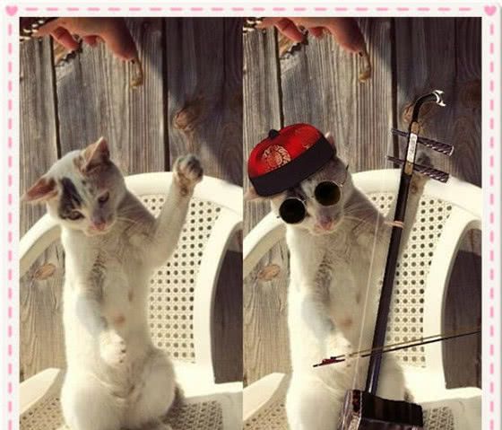 p图界让人抓狂照片拉二胡的猫仔有文化的八戒