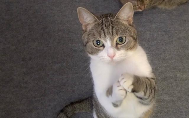 一只单身已久的萌猫咪,祈求主人放出去,小眼神萌翻啦哒