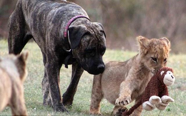 这只藏獒竟然是12只狮子的母亲,这到底是怎样一件混乱的事情?