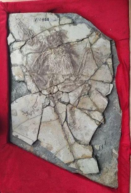 曾证明鸟类起源的"世纪发现",不过是个彻头彻尾的走私骗局|骗局|化石