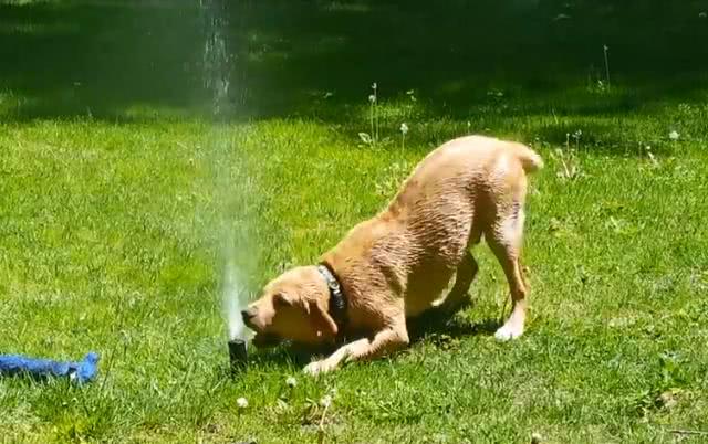 原来一只狗还可以这样喝水!看来汪星人也有一个有趣的灵魂