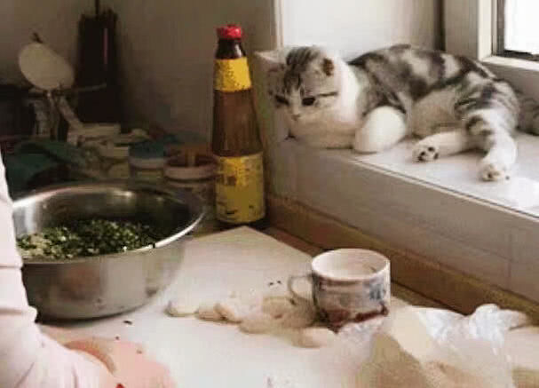 为照顾生病的主人，猫咪亲自下厨主动为主人包饺子，结局太暖心休闲区蓝鸢梦想 - Www.slyday.coM