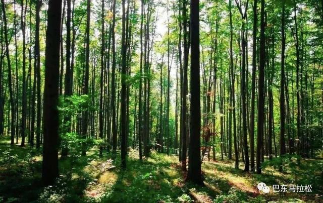 湖北2018秘境巴东高山森林国际半程马拉松大