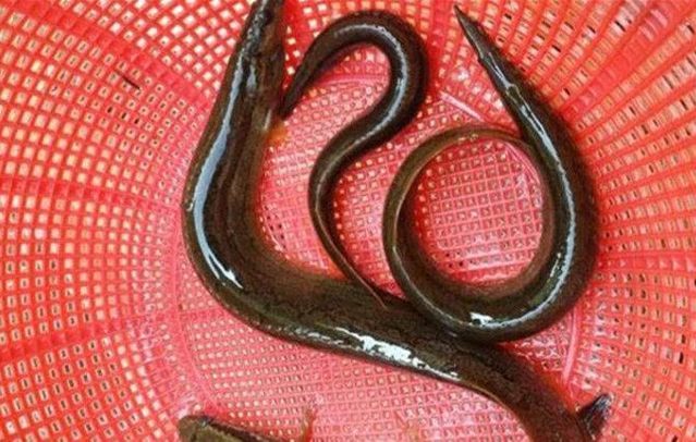 农村人最讨厌的鱼 刺长在身体外却味道鲜美