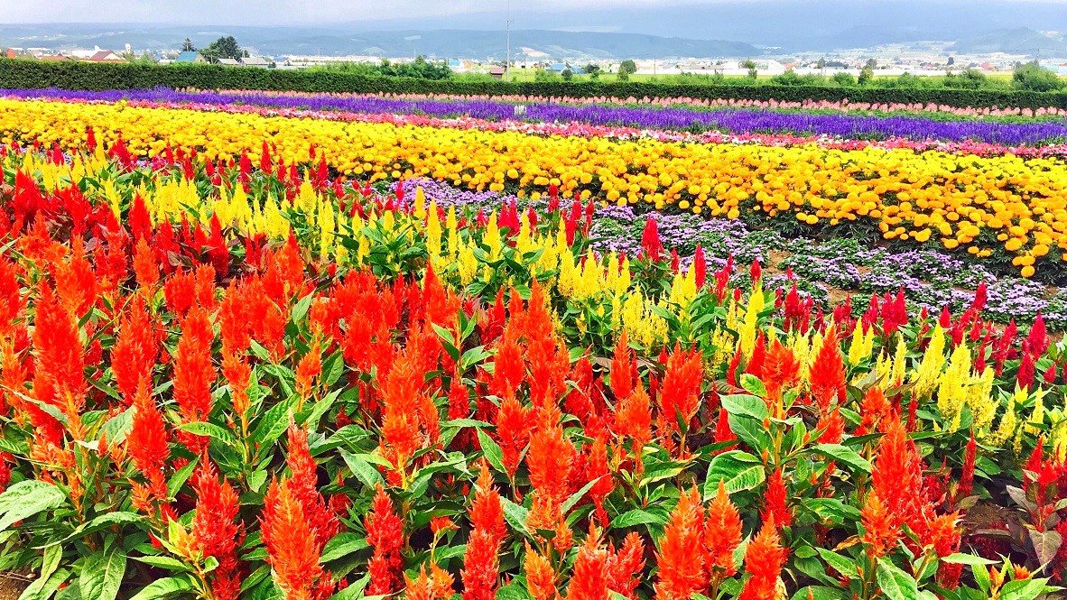 当美国老顽童路过北海道后 他喜欢上了花海 你是否有同感 当美国老顽童路过北海道后 他喜欢上了花海 你是否有同感