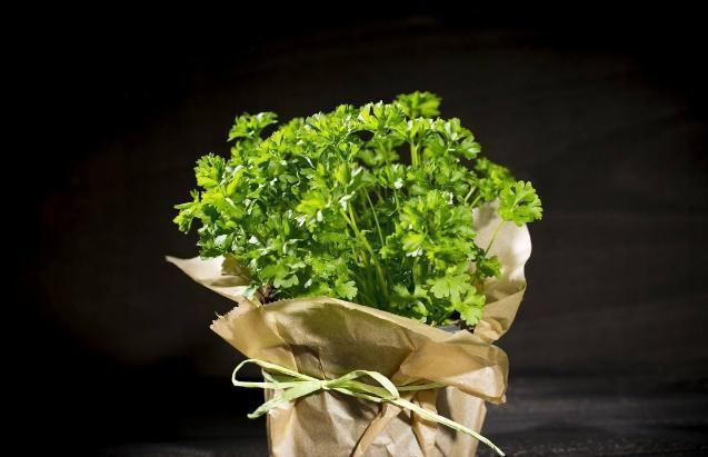 家里花盆种香菜,用1个小妙招,香菜苗又齐又多,长得特快!