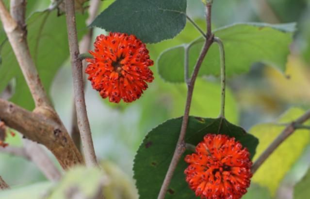 这种野树在农村遍地都是,被人嫌弃,果实能强体魄,树干能治皮癣