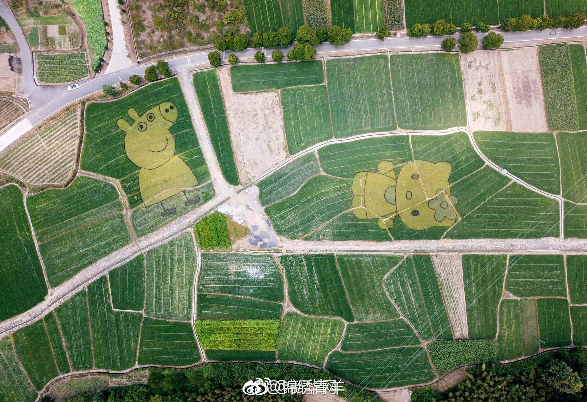 这片稻田美翻了太开心小猪佩奇和凯蒂猫都来了