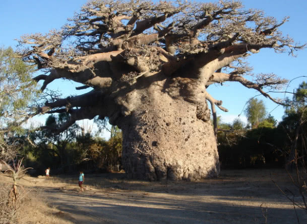 撒哈拉沙漠的猴面包树,一年结上万颗果子,树干围起来可绕40人!