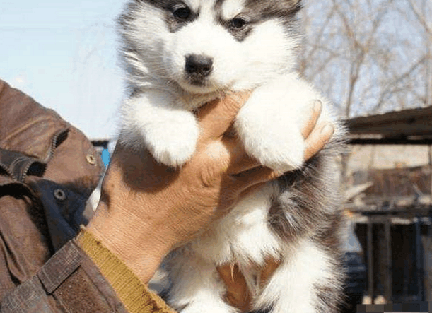 主人让哈士奇和松狮犬杂交, 没想到下一代却长成这样