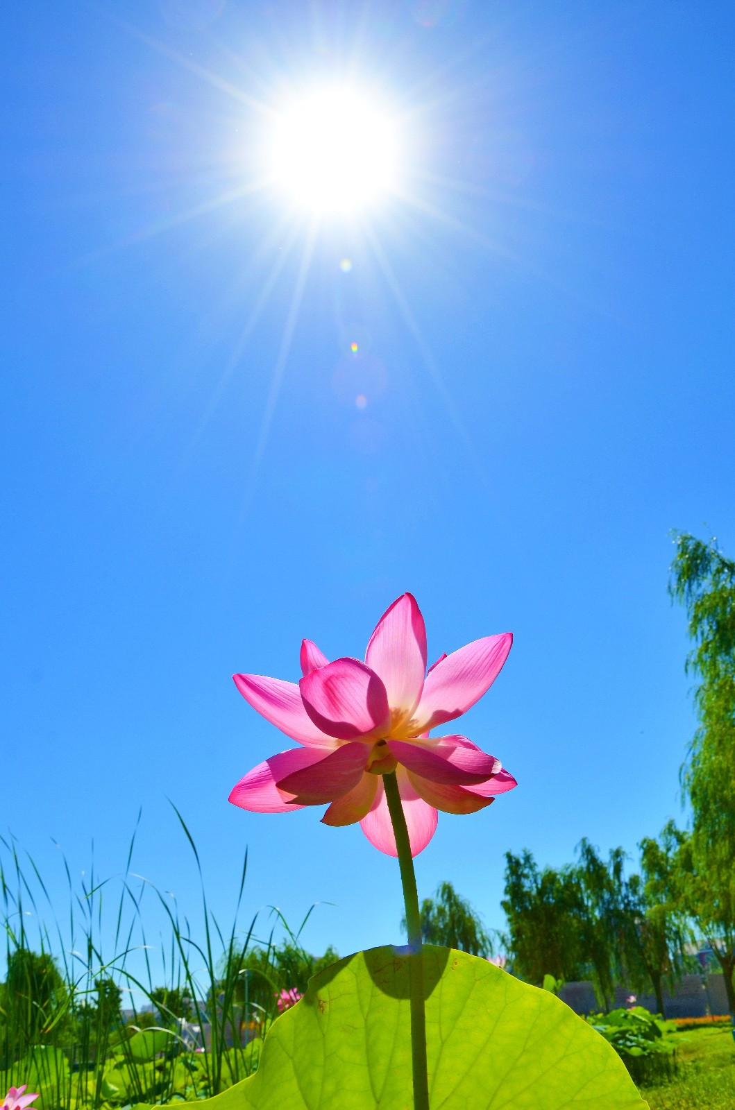 映日荷花别样红.拍于通辽市辽河公园