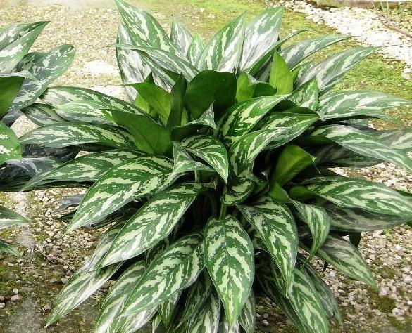 常见万年青品种大详解!粗肋草篇!