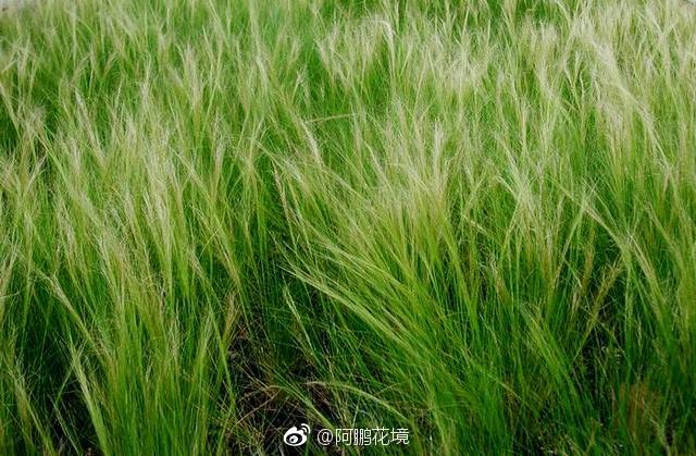 天使秀发,墨西哥羽毛草,细茎针茅