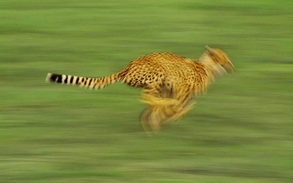 谁才是世界上速度最快动物呢?新研究表明:不是猎豹,也不是老鹰