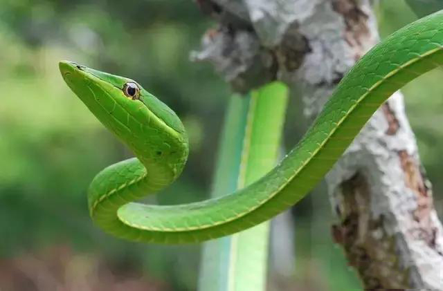 一种睡眼惺忪的绿色蛇常常被当做是竹叶青毒蛇