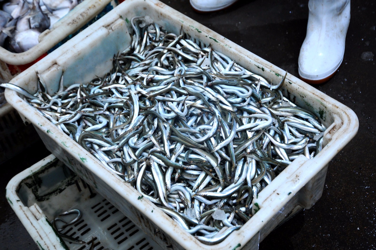 青岛近海迎来面条鱼汛 每日上岸近2万斤 早市售价5元一斤 煎炸香