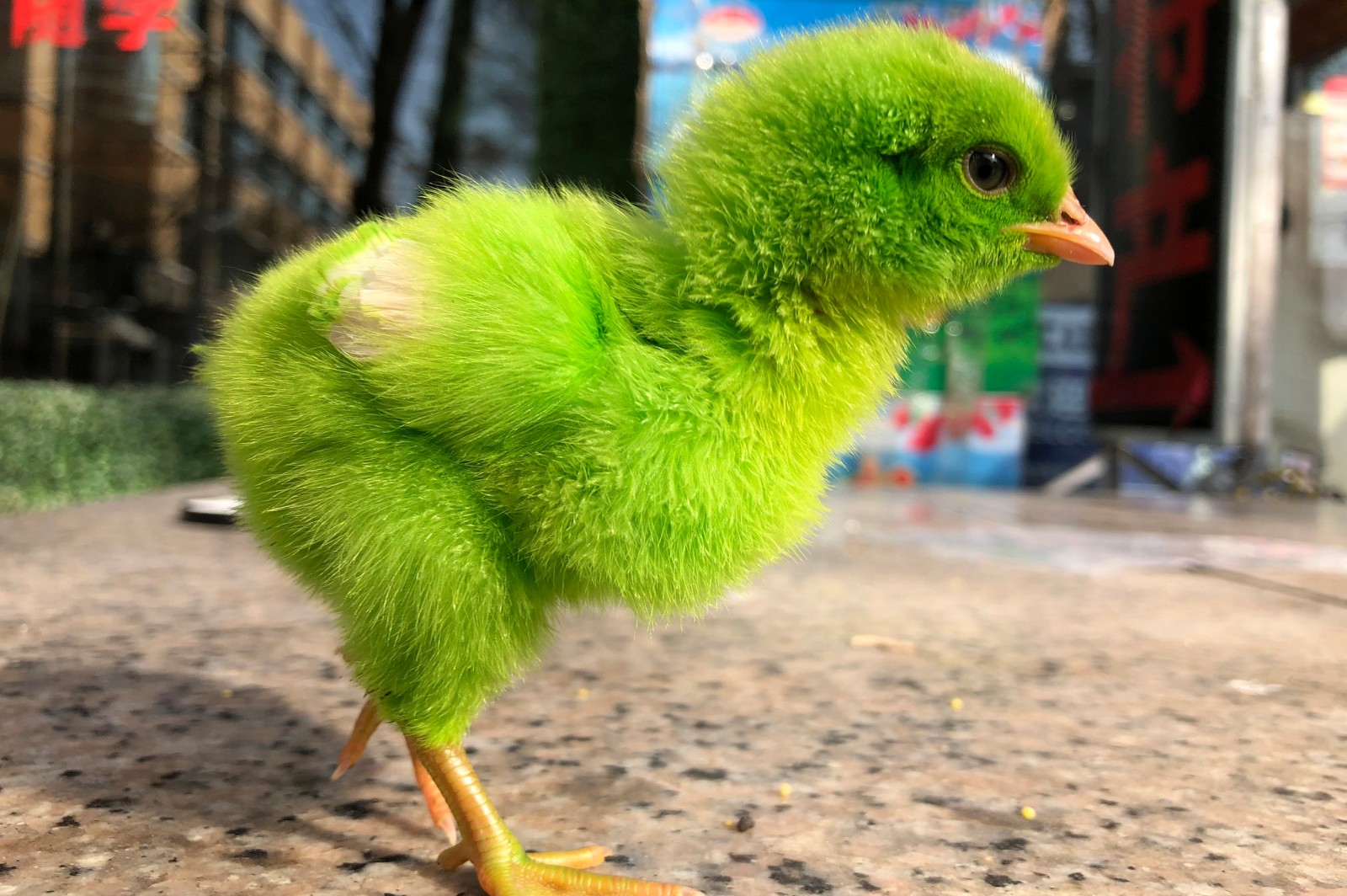 小鸡仔被染色当玩物家长坦言很快就会死