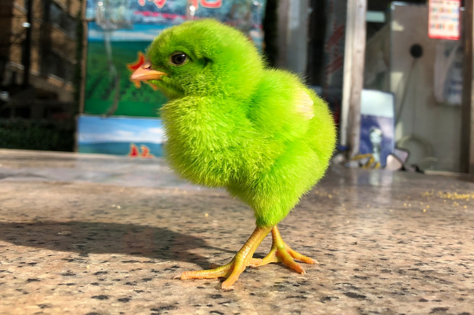 小鸡仔被染色当玩物家长坦言很快就会死