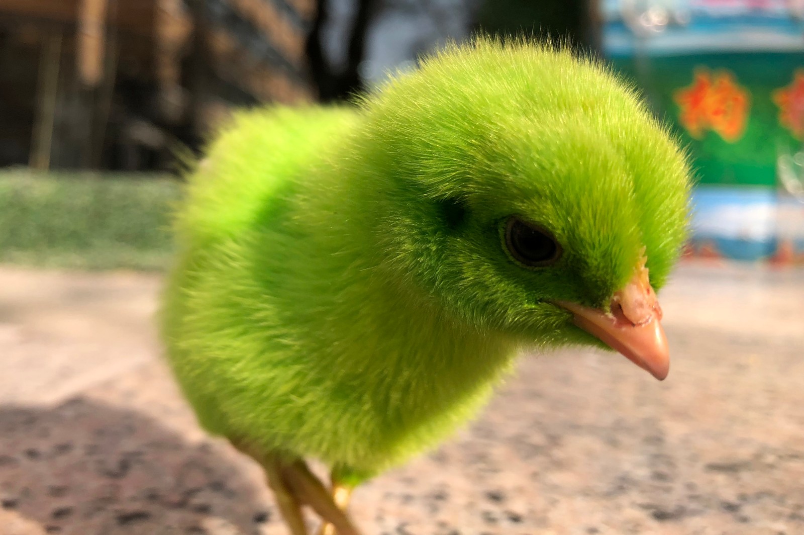 小鸡仔被染色当玩物家长坦言很快就会死