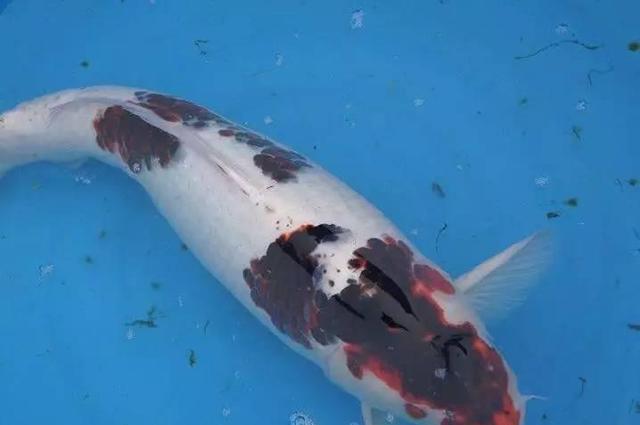 锦鲤中的大家闺秀-墨衣锦鲤