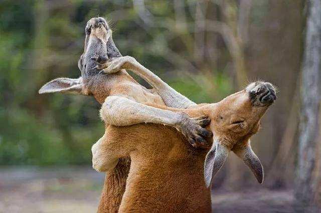 袋鼠闹变扭抱头互殴,决战还有下黑手的帮凶,兄弟说好的单挑呢