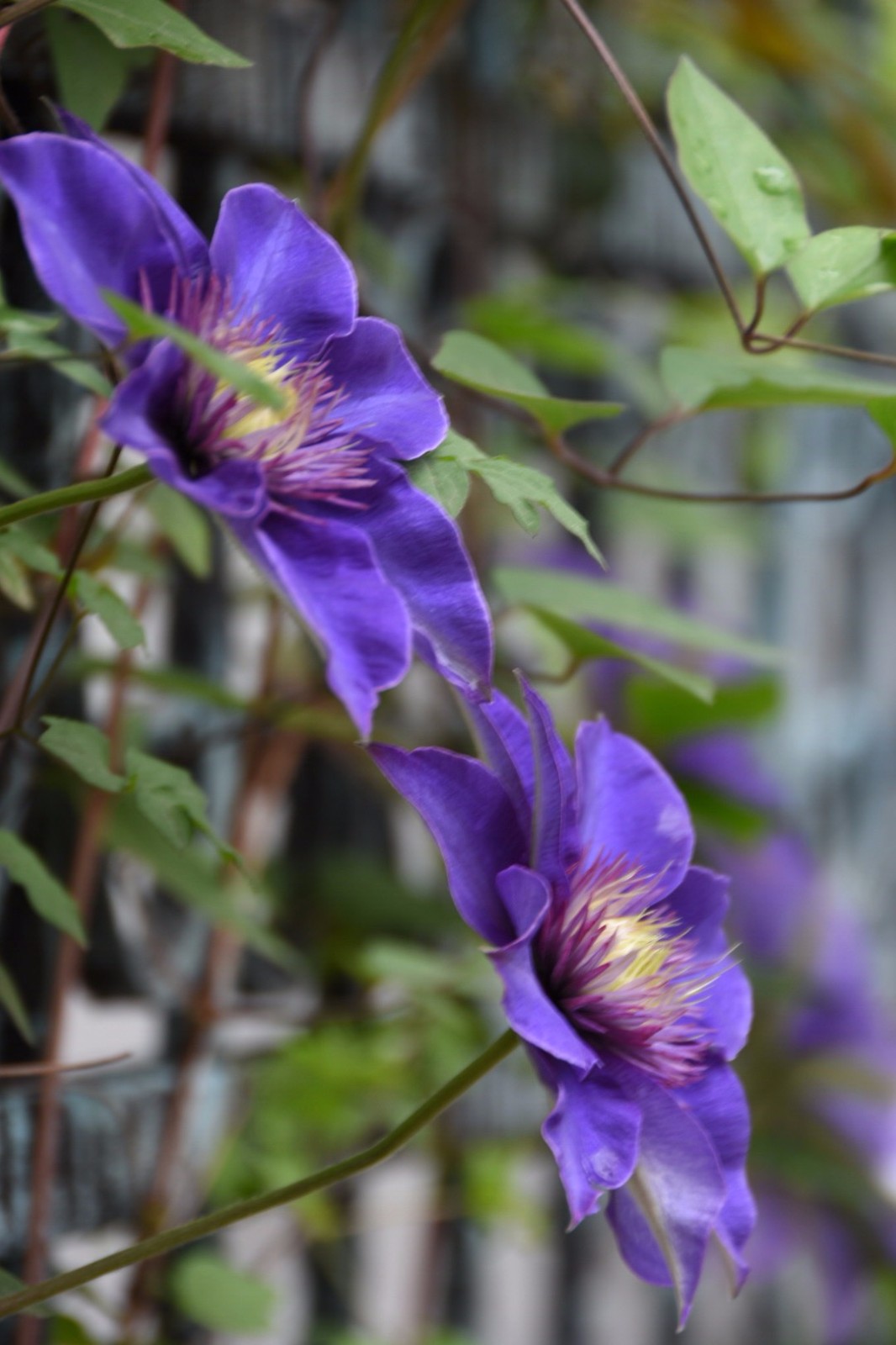 铁线莲花语高洁美丽的心