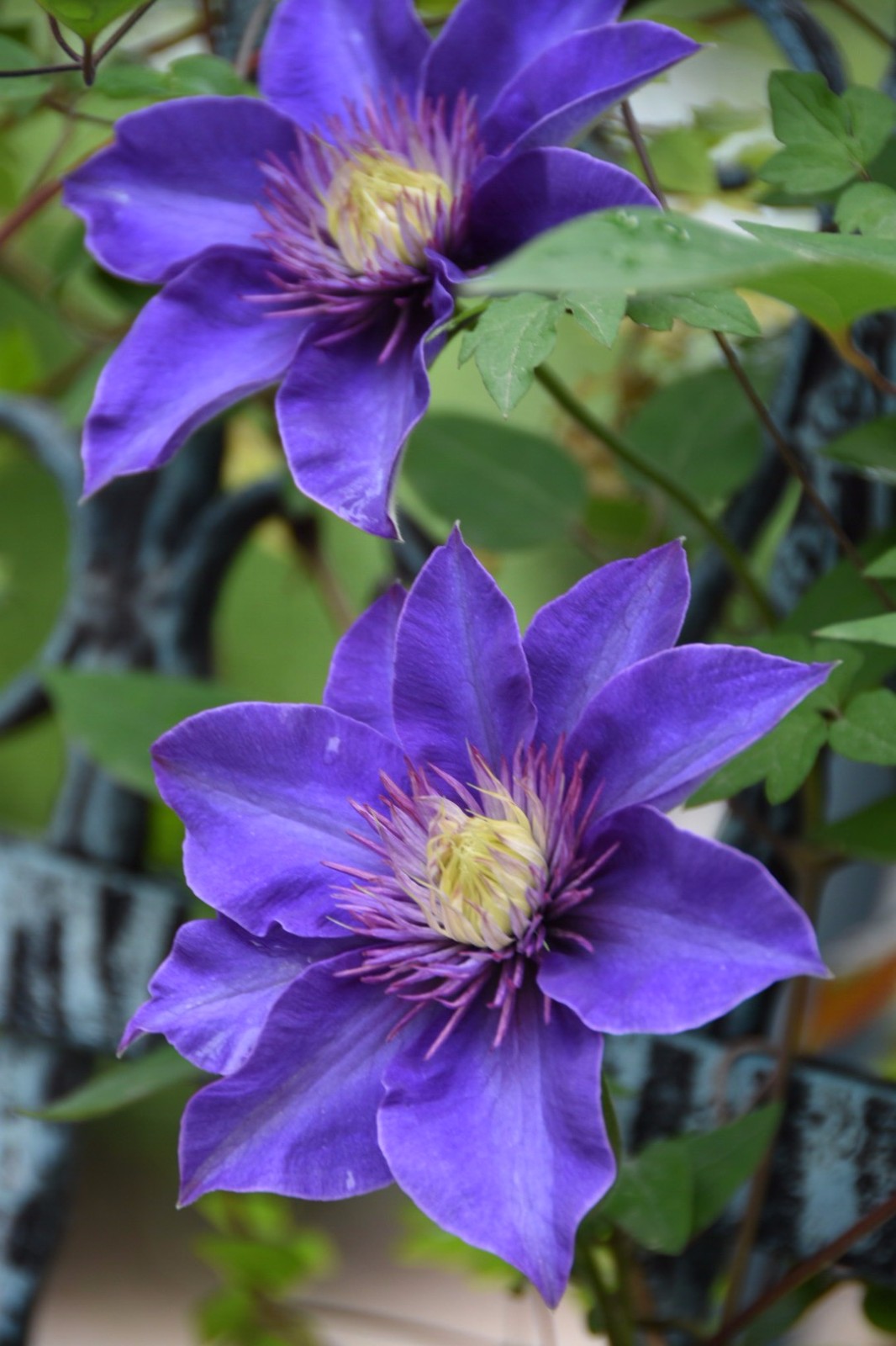 铁线莲花语高洁美丽的心