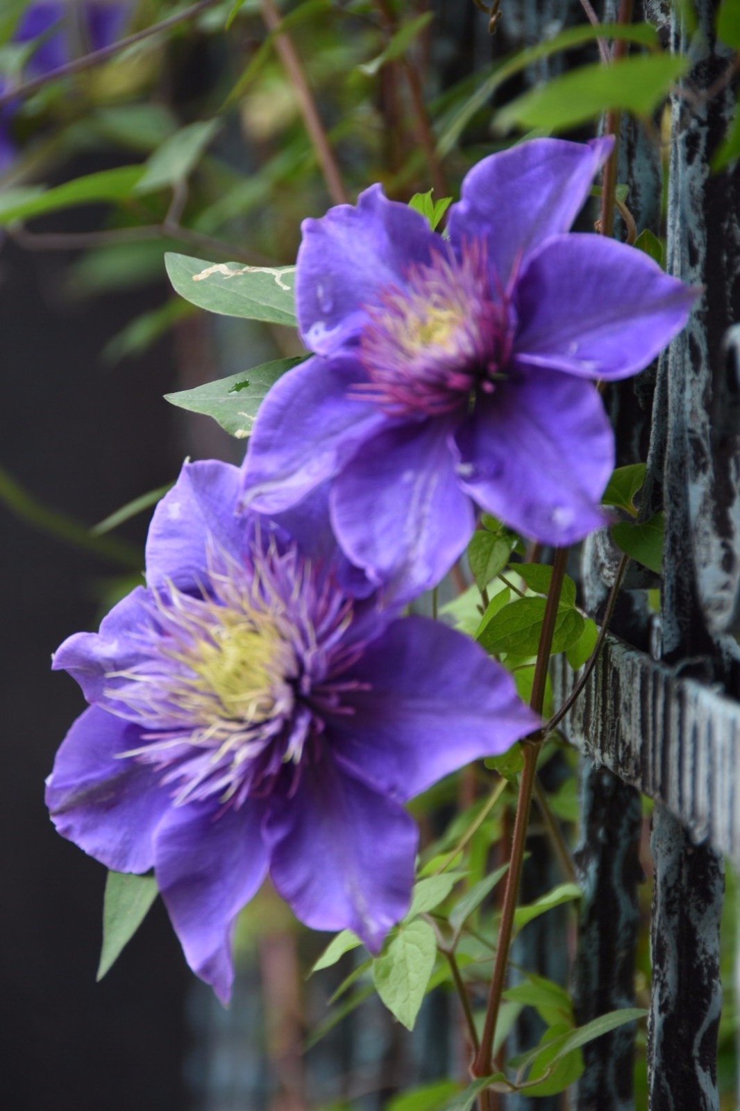 铁线莲花语高洁美丽的心