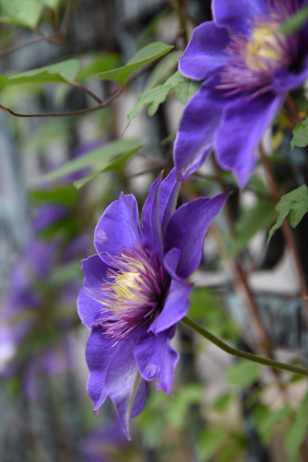 铁线莲花语高洁美丽的心