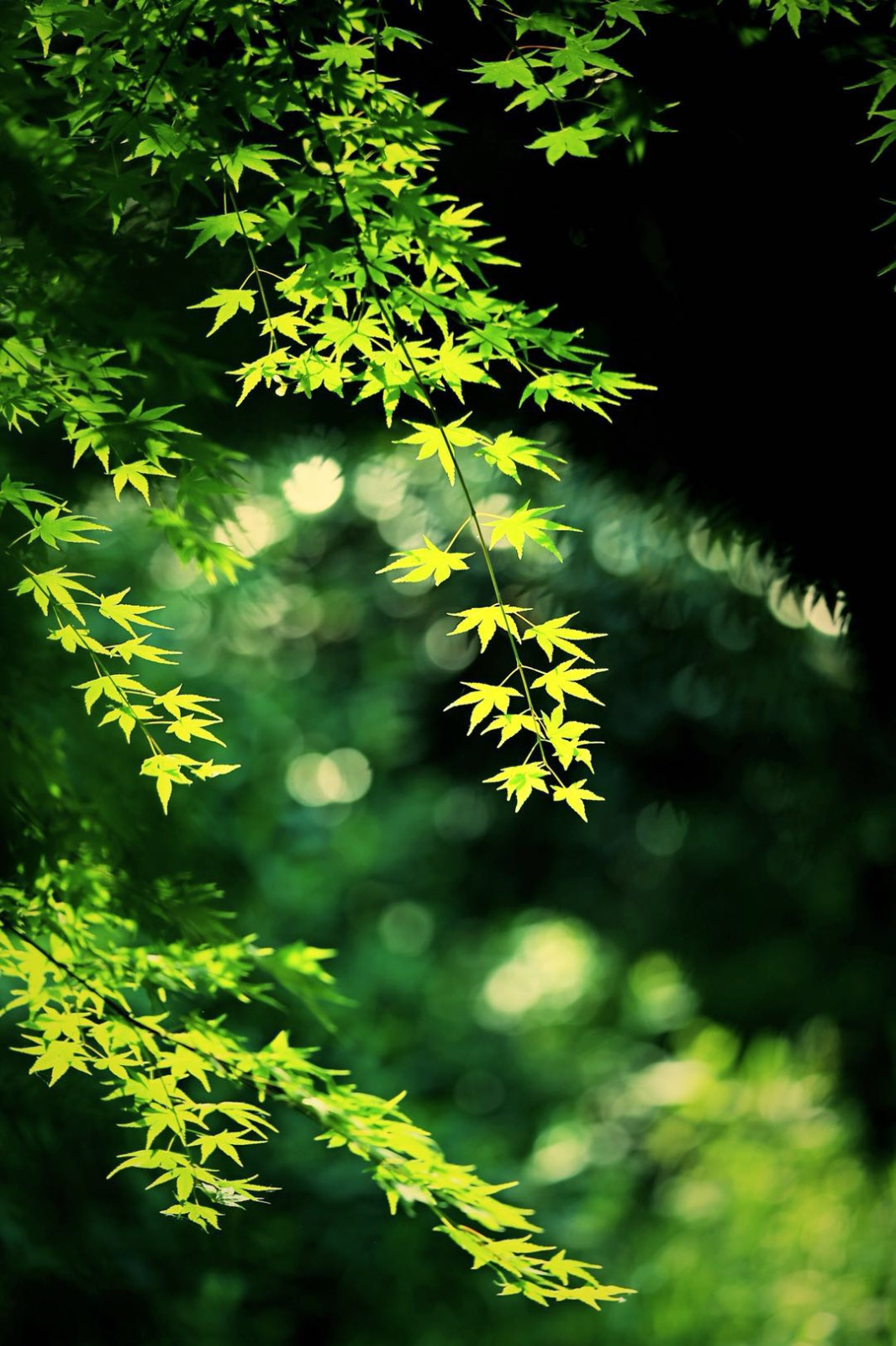 绿色的夏天,生机勃勃.很喜欢这样的色彩.