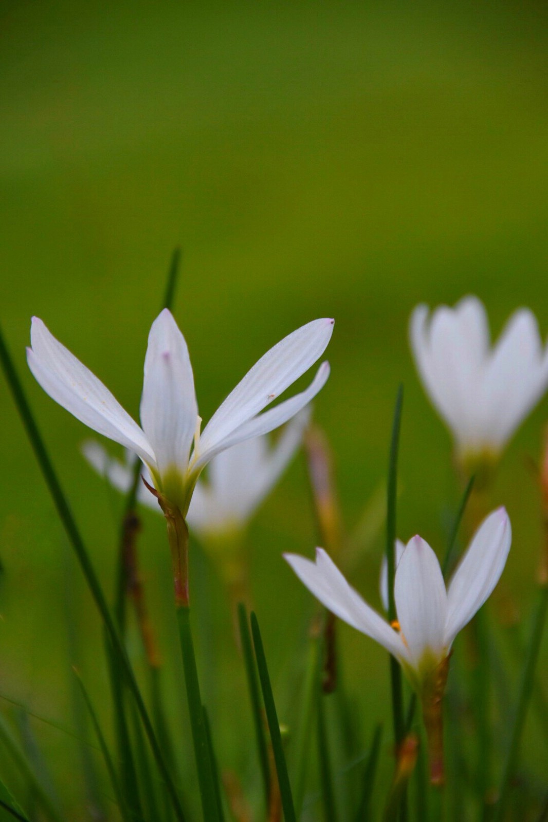 葱兰图片(粉花葱兰图片)